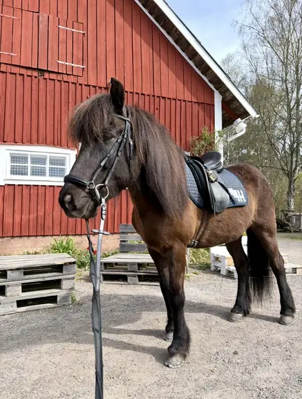 Gauti bor nu  på Växjö 4H-Gård